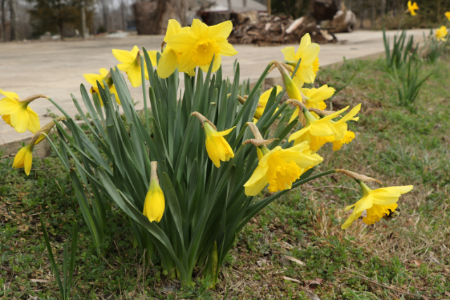 Buttercups, Country Living, Homesteading, How to Homestead, How to Start a Homestead